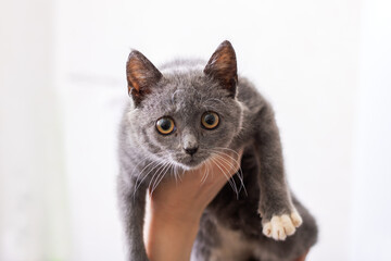 Obraz premium Calm cat with gentle hold, Serene domestic cat held carefully in loving environment