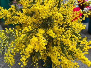 Yellow mimosa flowers in a flower shop. Close-up.