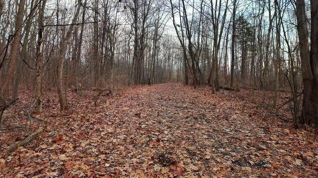 Woodland path walking through bare trees in winter at Crosswinds Marsh, Wayne county, Michigan, USA