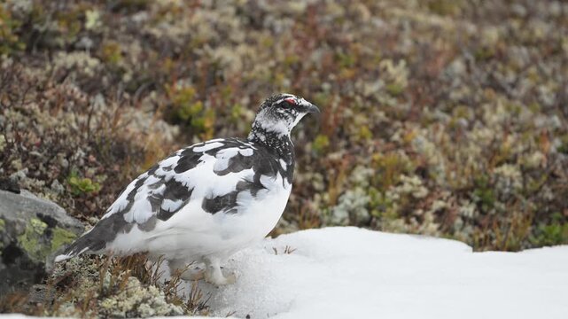 Female Rock Ptarmigan stands motionless on tundra snow while molting into white winter feathers in Norway.
