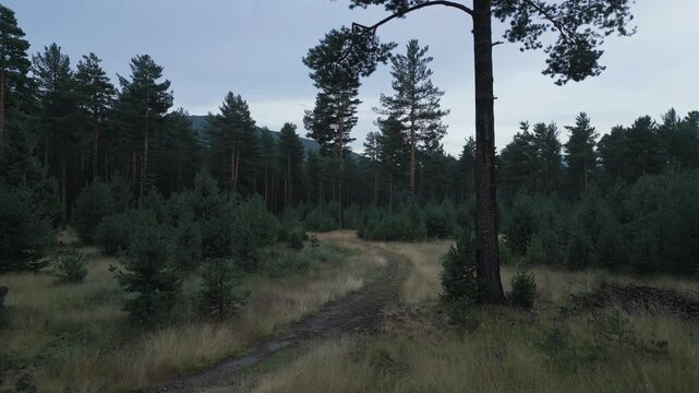 Scenic drone footage flying forward over a winding path in a beautiful pine forest, capturing the serene and untouched natural landscape in the evening light near lac de matemale in france