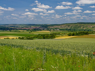 Fototapeta premium Blick vom Schwarzkiefernwald auf dem&nbsp;Volkenberg bei Erlabrunn am Main in die Mainebene zwischen Zellingen und Thüngersheim, Landkreis Würzburg, Unterfranken, Franken, Bayern, Deutschland