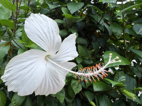 White Hibiscus Flower in Green Foliage