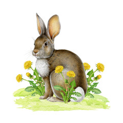 Obraz premium Cute bunny on the green grass with dandelion flowers. Hand drawn watercolor illustration. Easter mood vintage style cozy springtime image. Easter bunny with spring flowers on white background
