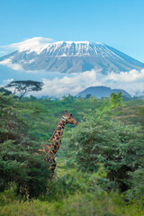 Rothschild's giraffe Lake Nakuru National Park, Kenya, Africa © prasanth