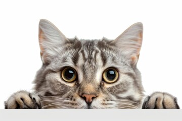 Fototapeta premium Curious cat peeking playfully.