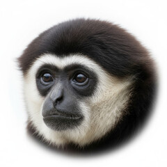 Fototapeta premium Cute Baby Monkey Portrait With Wide Eyes And Soft Fur, Isolated On White Background