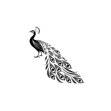 vector abstract illustration and religion peacock logo design