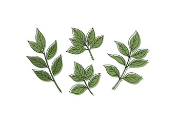 Simple botanical leaf illustration Vector