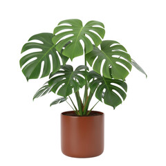 Large green monstera deliciosa plant in a terracotta pot isolated on transparent background