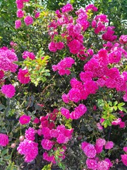 Photo of a blooming pink rose bush, lots of small flowers and green leaves.