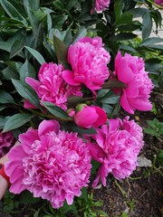 Photo peonies bloomed flower green leaves.