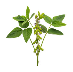 Harvesting green soybean pods nature plant fresh environment isolated on transparent background