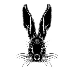 Rabbit Ears: Frontal view of a rabbit with long upright ears. © PictureYouNeed
