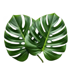 Two Overlapping Green Monstera Leaves isolated on transparent background tropical © sakhawatullah