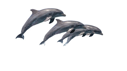 Three dolphins gracefully leaping out of the water in a synchronized display © Asad