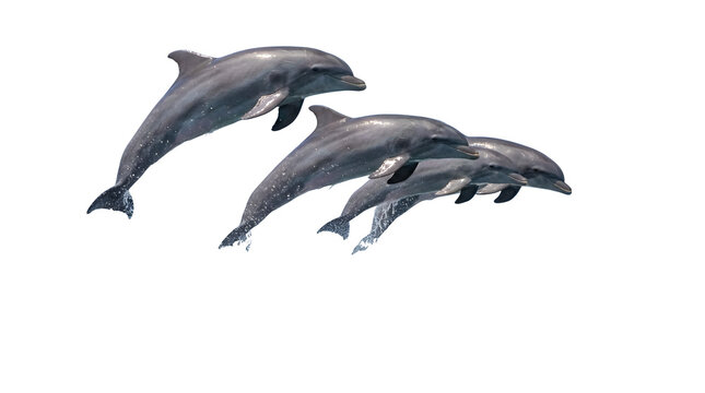 Three dolphins gracefully leaping out of the water in a synchronized display