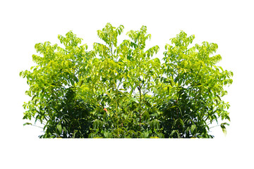 Obraz premium Green bush isolated transparency background..
