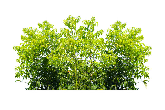 Green bush isolated transparency background..