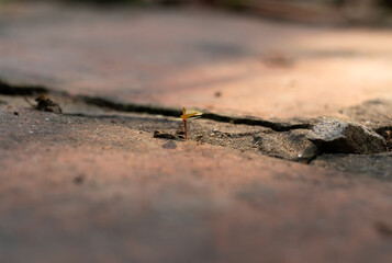 Close up of a tiny green sprout emerging and growing from a crack between old bricks, symbolizing resilience, hope, and new life