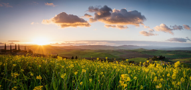 View of radiant sunset bathes the rolling green hills and vibrant yellow wildflowers, punctuated by iconic cypress trees, Val d'Orcia, Tuscany, Italy.