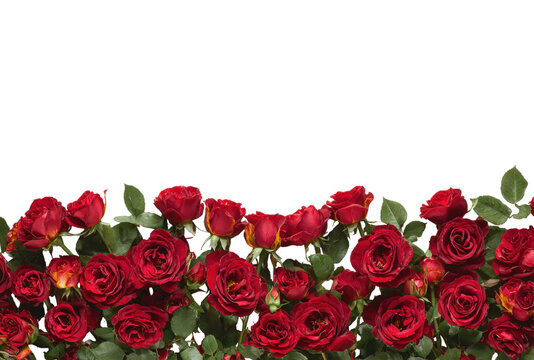 Fresh red garden roses row with green leaves on transparent background cutout