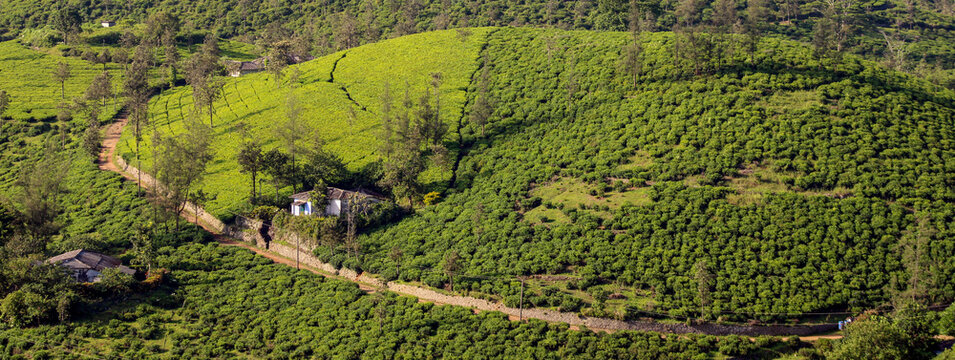 Landscape in the mountains Beautiful view of Tea plantation Parunthumpara, Idukki, Kerala, India