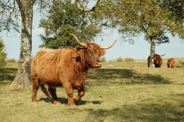 Single Highland cow standing under trees on a pasture in northern Germany. Peaceful rural scene highlighting traditional cattle farming, natural landscapes and quiet countryside atmosphere. 