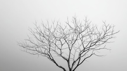 Fototapeta premium Minimalist photograph of bare tree branches in winter against a flat neutral background
