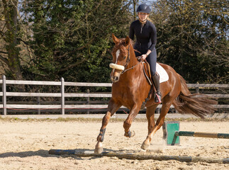 junge Frau auf Fuchs mit langer Blesse reitet im Fr&uuml;hjahr auf dem Reitplatz harmonisch &uuml;ber Cavalettis