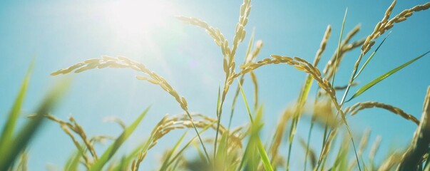 Golden Rice Grains Ripening Under Bright Sun with Blue Sky, Symbolizing Abundant Harvest and Agricultural Growth