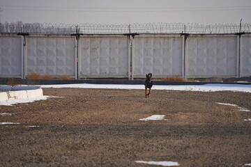 Fototapeta premium A service dog of the armed forces plays with a ball.