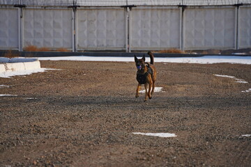 Fototapeta premium A service dog of the armed forces plays with a ball.