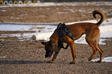 Naklejka premium A service dog of the armed forces plays with a ball.