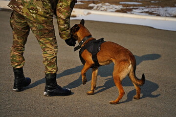 Naklejka premium Almaty, Kazakhstan - 01.20.2026 : A soldier trains a service dog in commands.