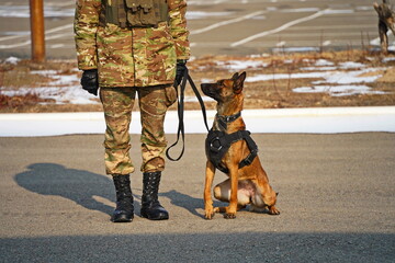 Naklejka premium Almaty, Kazakhstan - 01.20.2026 : A soldier trains a service dog in commands.