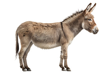 Obraz premium Realistic donkey standing full body, farm animal portrait, calm posture, detailed fur texture, isolated on transparent background, PNG, studio lighting, ultra realistic 