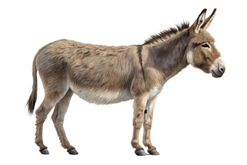 Obraz premium Realistic donkey standing full body, farm animal portrait, calm posture, detailed fur texture, isolated on transparent background, PNG, studio lighting, ultra realistic 