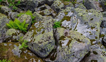 Obraz premium a background of large granite stones covered with moss