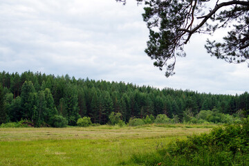 Open summer meadow near dark green pine forest under cloudy sky