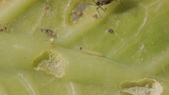 Extreme macro of a single cabbage moth caterpillar (Plutella xylostella) on a damaged cabbage leaf, showing feeding traces and localized leaf tissue damage.