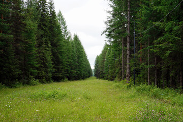 Forest clearing with street lamps between dense pine trees in summer