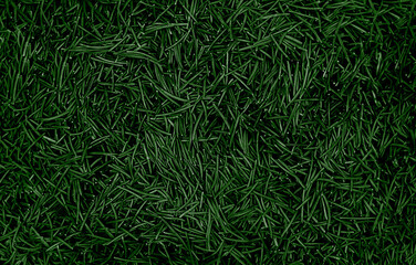 Background of fallen green spruce needles. Textured natural background. Christmas or New year winter background. Top view.