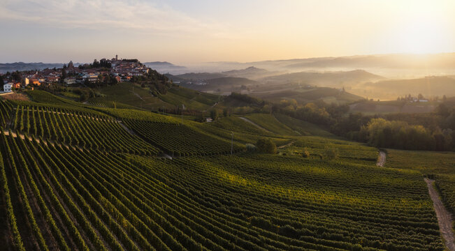 Aerial view of rows of vibrant green vineyards stretch towards the ancient village perched atop the hill, bathed in the warm glow of the rising sun, Verduno, Piedmont, Italy.