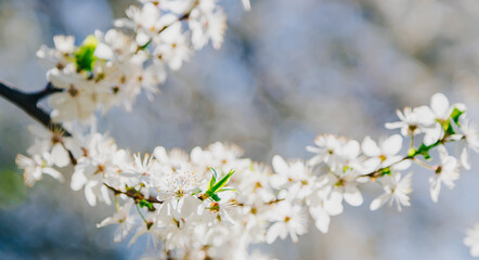 Obraz premium Spring white cherry blossoms (sakura) on a branch with soft bokeh background and bright sunlight for seasonal floral design