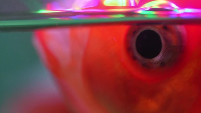 4K close-up red-capped oranda goldfish swimming gracefully in freshwater aquarium vibrant colors and delicate fins, beauty and elegance of ornamental fish in calm aquatic.