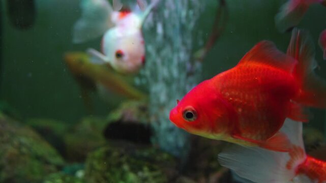 4K close-up red-capped oranda goldfish swimming gracefully in freshwater aquarium vibrant colors and delicate fins, beauty and elegance of ornamental fish in calm aquatic.