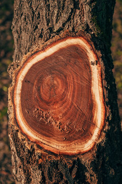Freshly cut tree cross-section with heartwood growth rings