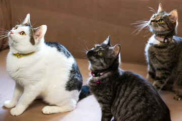 Three cats with colorful collars, Playful cats with vibrant collars in shelter environment © Vera Aksionava