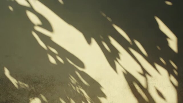 Warm sunlight illuminates a textured stucco wall and tiled floor, casting beautiful, abstract organic shadows from tree leaves creating an aesthetic natural ambient background